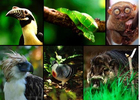 animals that only found in the philippines|Wildlife in the Philippines (16 Notable Species).